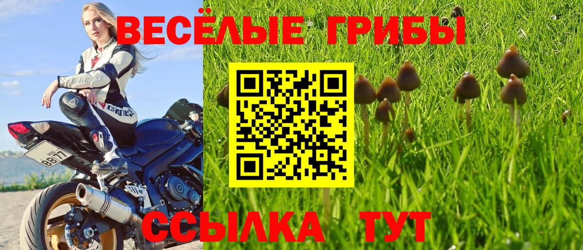 Псилоцибиновые грибы Cubensis  Вход с VPN  Ахтубинск 